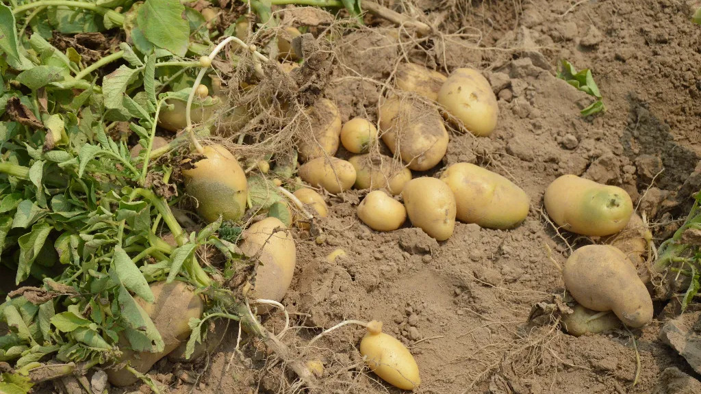 从土豆茎提取的新型纺织纤维
