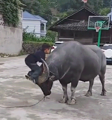 贵州，一家长在网上晒出，自己孩子从自家水牛的牛头爬上牛背的一幕，因全程水牛都特别