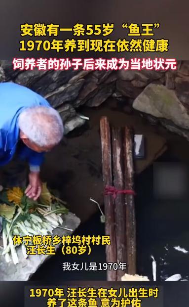 “万物皆有灵！”安徽休宁，一位80岁老人在1970年时，为了保佑女儿养了一条鱼，