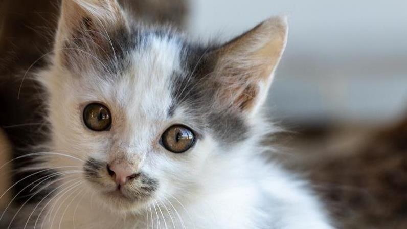 猫咪鼻头干燥，但是精神状态良好，该怎么办？