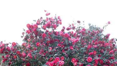 中国中医肿瘤四大泰斗之一刘嘉湘教授让中医走向世界