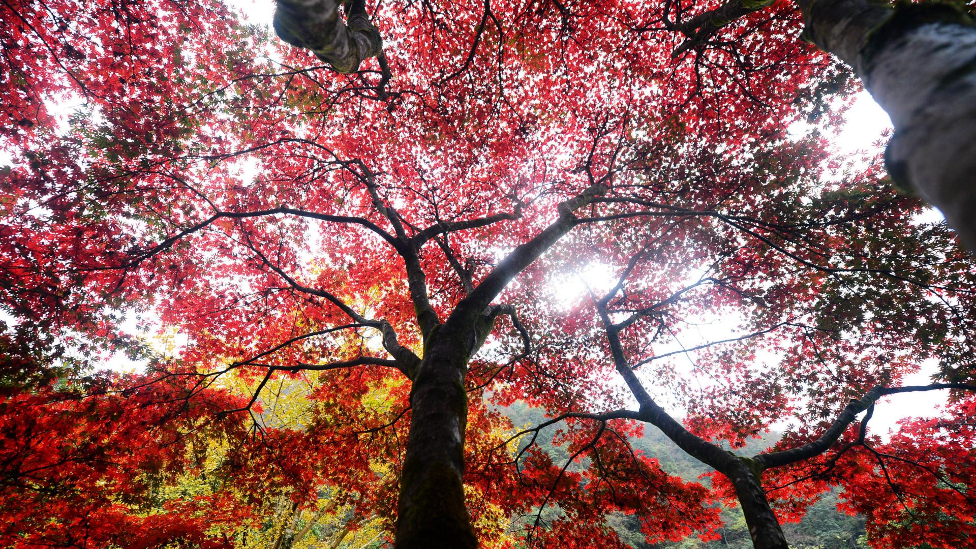 公司裁员慌到“上火”？别跟思维死磕，先把脚踩回地上