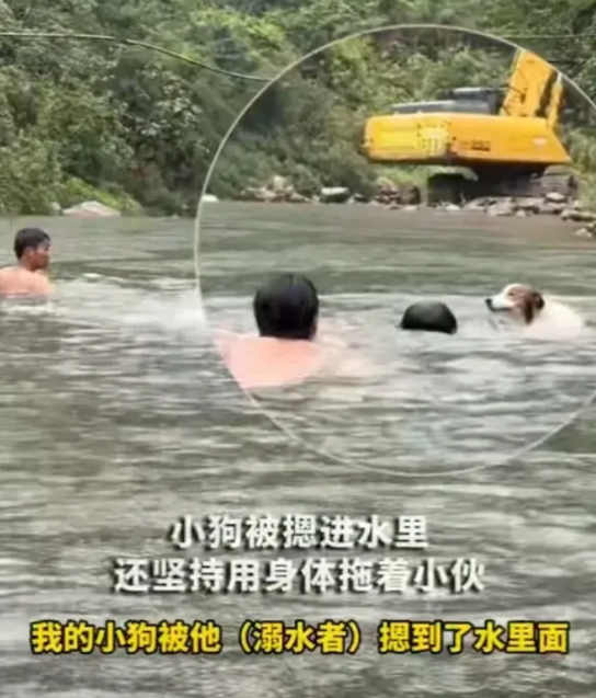 广东清远，一只七个月大的小狗和主人去玩水，碰上有人溺水。狗子二话不说直接冲过去托