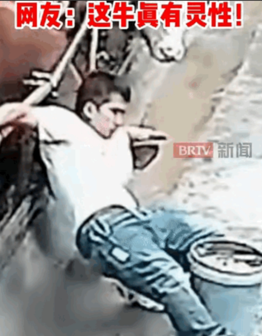 “万物皆有灵性！”一男子拎着一桶饲料准备去喂牛，结果脚底打滑直接摔倒了，没想到在