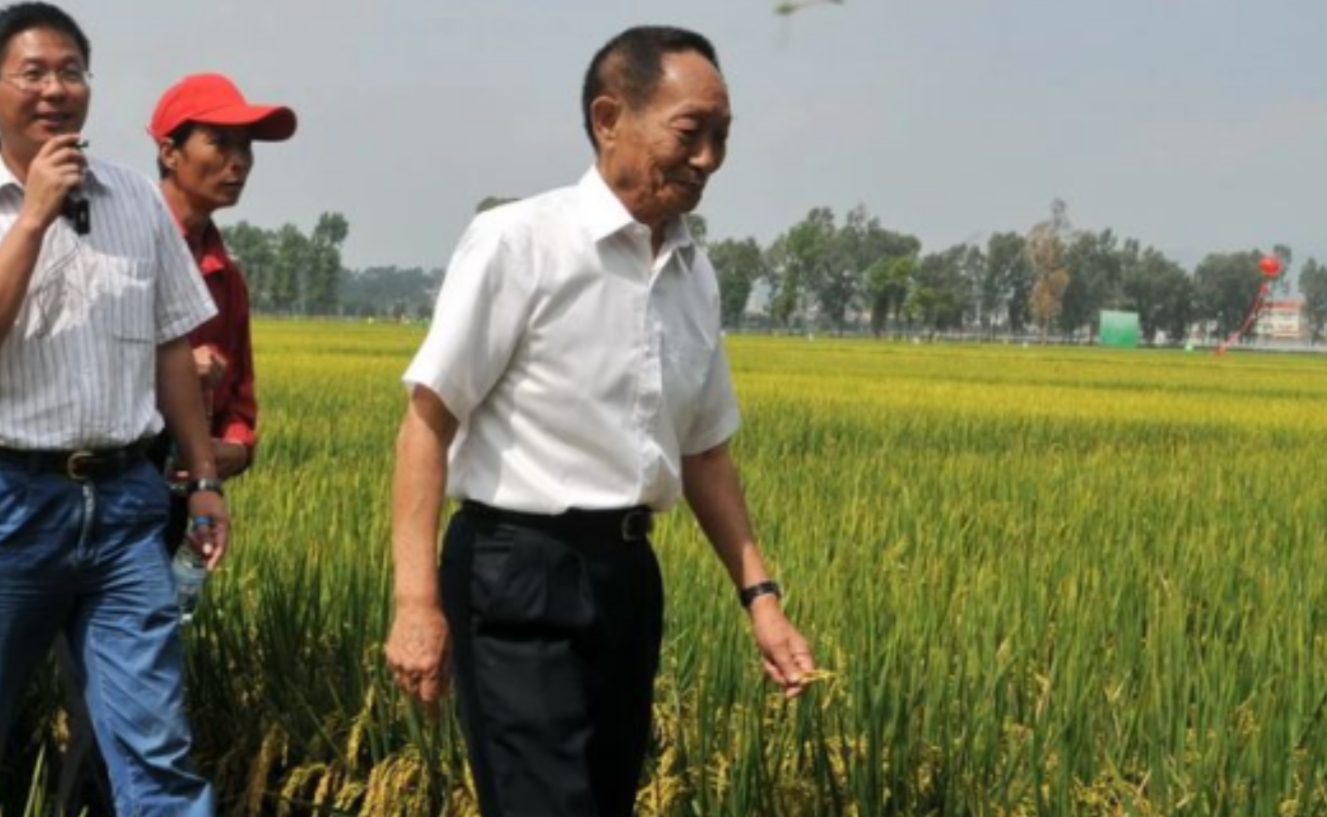 应该立即死刑！央视新闻在2024年4月，曝光了一起惊天大案：我国杂交水稻之父袁隆