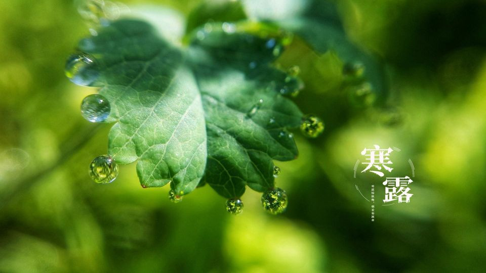 明天寒露，老人说，寒露有“三怕”，哪三怕？怕啥？