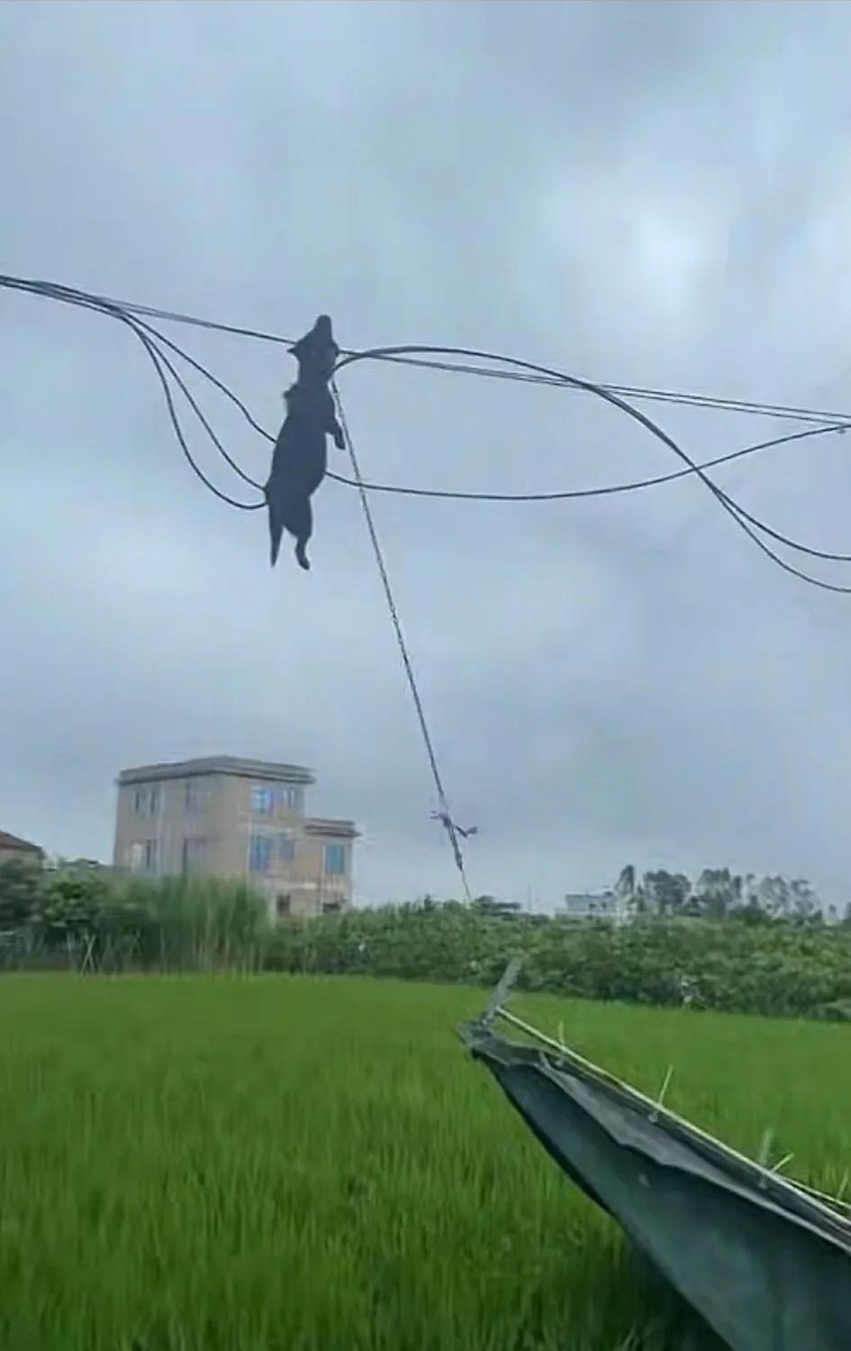 狗子这次真的上天了。
这次的桦加沙台风真的是太恐怖了，这只小黑从视频中看是绑在船