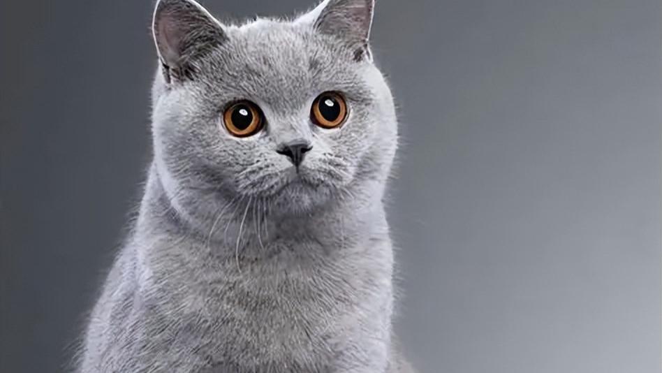 猫咪品种大全及图片（国内外常见猫的品种介绍）