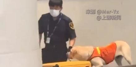 【机场搜查犬狂嗅行李箱发现了啥】机场搜查犬狂嗅女子行李箱，安检员要求开箱，结果是