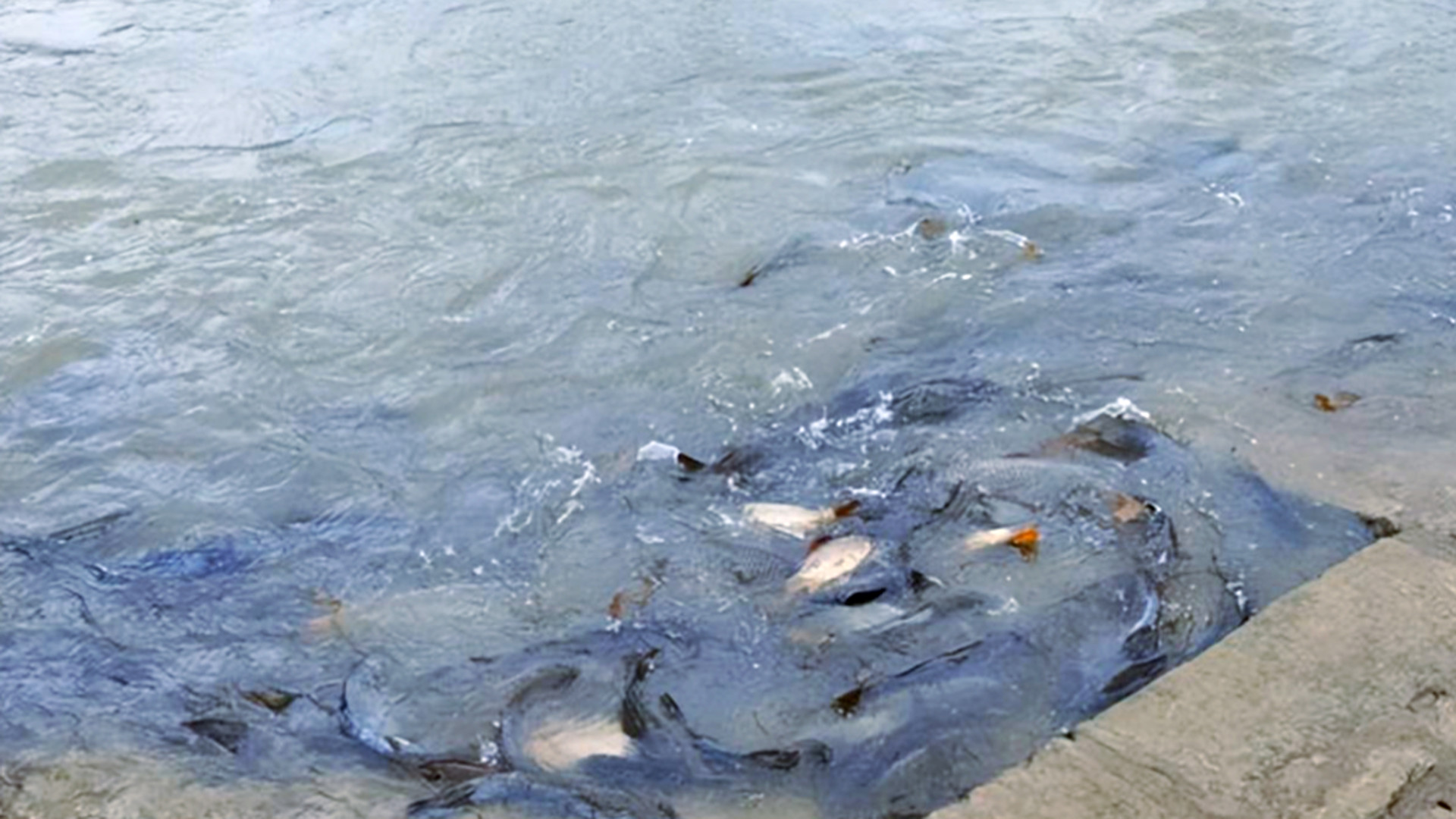 长江十年禁渔显奇效：江豚笑了鱼儿肥了，长江能不能有限度捕捞？ 江豚一口吞大鱼，鱼儿个头堪比仔猪