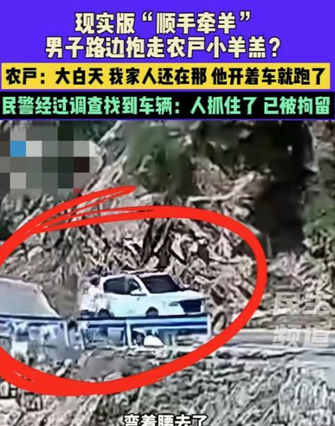 “这就是明抢！”河南济源，路边农户在赶羊，这时一辆车停下，一个男子跳出来，抱起一