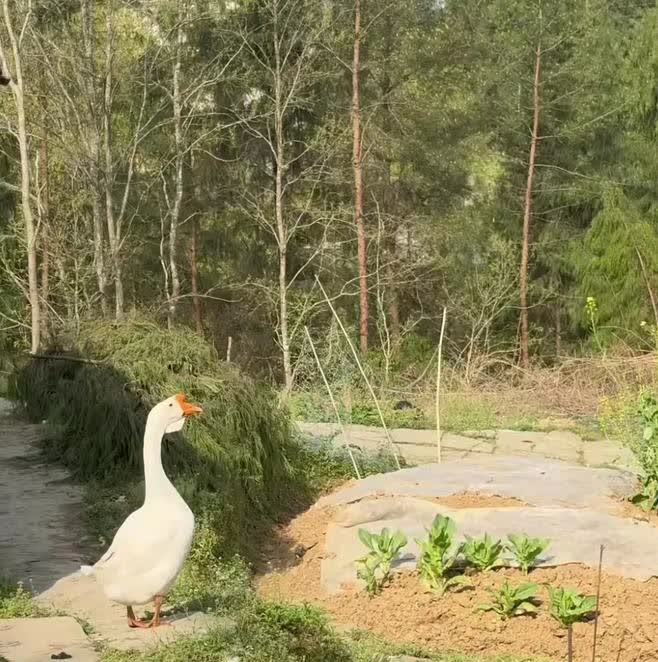 “谢现任”回乡放鹅，纤细的手指还戴着金戒指，食指代表了单身或者未婚……

谢