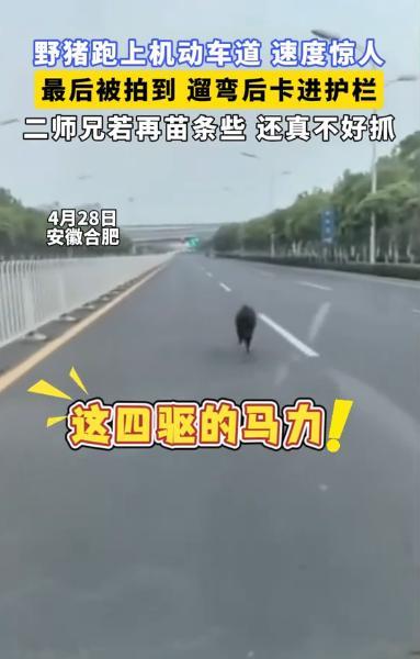“离了个大谱！”安徽合肥，一野猪为了躲避抓猪队，直直跑上了机动车道，速度快得让人