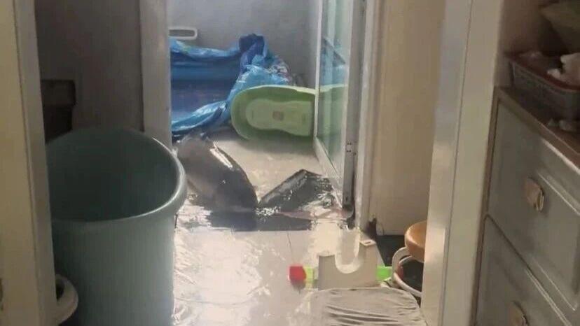 第一次见到草鱼可以这么大，从屋里的鱼塘跑出来，看着一锅炖不下！