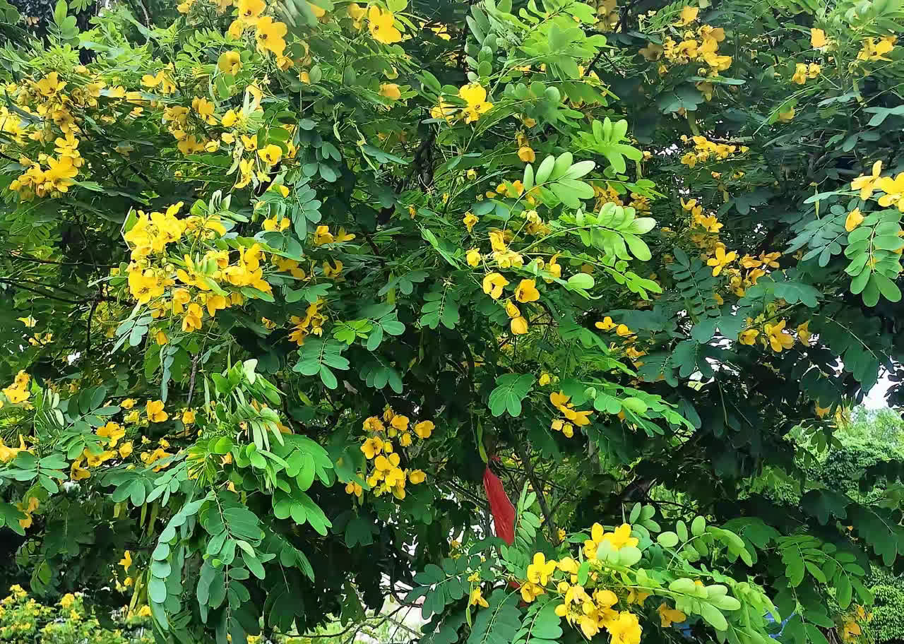这故事，怎么说呢？
简直是当代拼爹版的变形计。
一个三本毕业的姑娘，不好好工