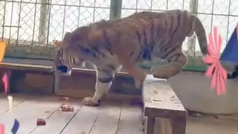 “爱心认养”经不起“信任崩塌”