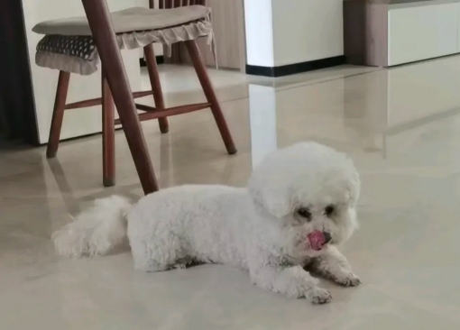退休生活ABC：出门怎么安置狗狗