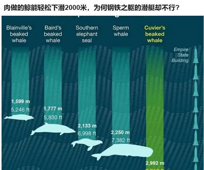 这不是钢铁的问题，也不是鲸的问题，明明就是大海的问题，它有明显的歧视倾向。我们应