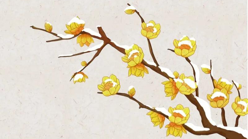 2025年，十二生肖农历腊月运势走向！