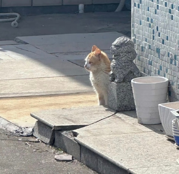 陪石狮子站岗的小猫