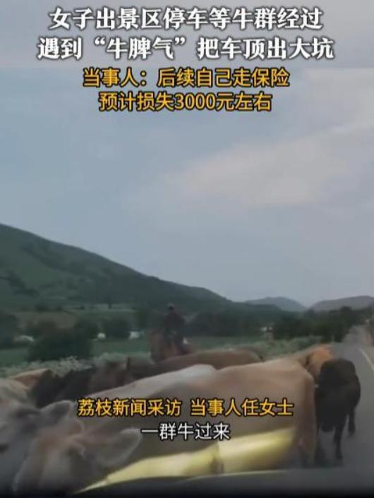 “防不胜防！”



伊犁一位女士驾车游览景区，途经景区出口时，恰巧遭遇一群牛过