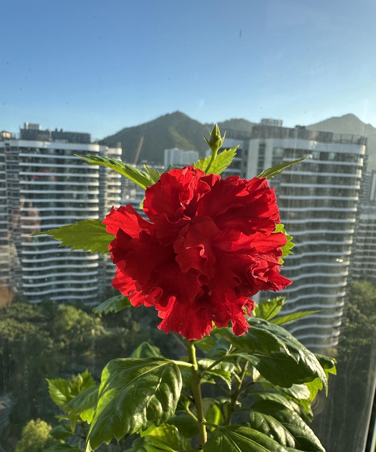 回乡的日子迫近，要整理行装，就打开老家城市的天气，查看气温变化。依然高温，甚至比