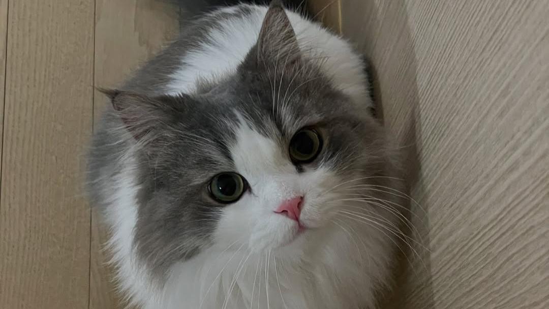 养猫，不止是今天好可爱，还是未来几年我都在，准备好了吗？