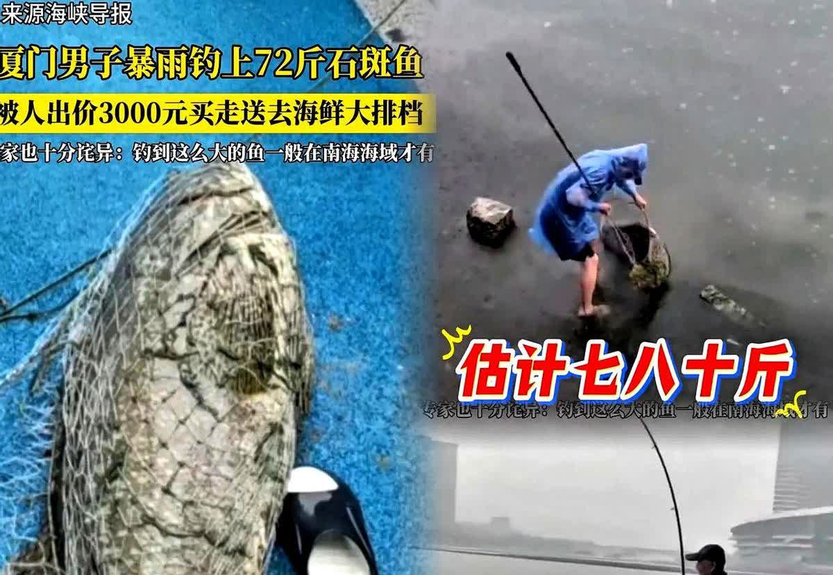 “亏死了！”福建厦门，男子在暴雨天中钓上一条72斤的石斑鱼，体型达到了半个成年男