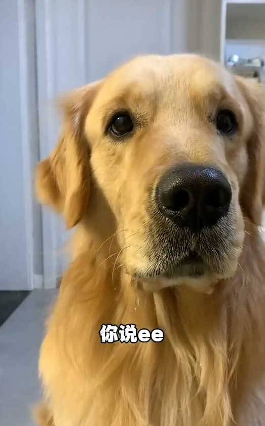 小鸡毛都会流口水吗