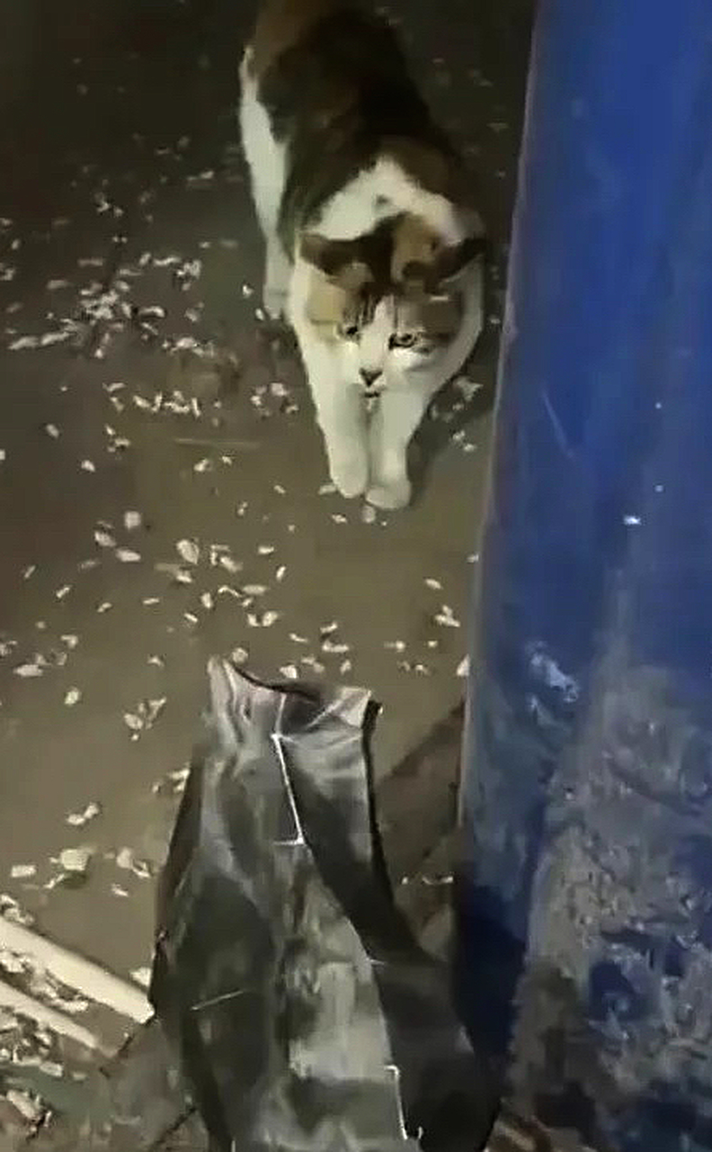 猫：卧槽完了鬼打墙了