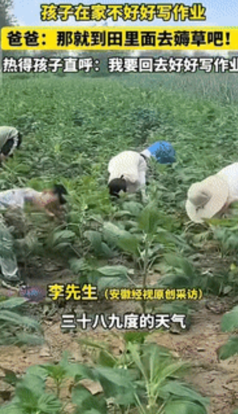 “这下后悔了吧！”安徽阜阳，一男子因孩子在家不好好写作业，将其带到田里薅草，不料