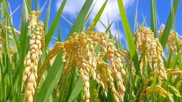 拔出萝卜带出泥，日韩为什么爆发粮食危机？