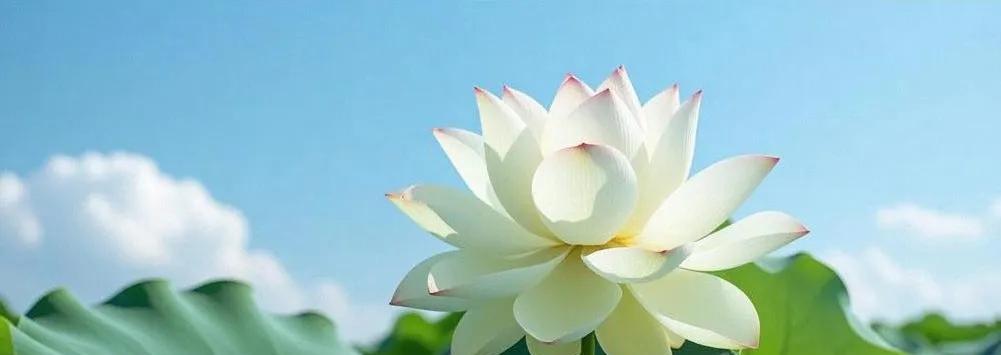 愿作淡雅莲，婉约从容绽。
不慕繁华静守时，无证无求念。
轮回岁月悠，心向清宁漫。