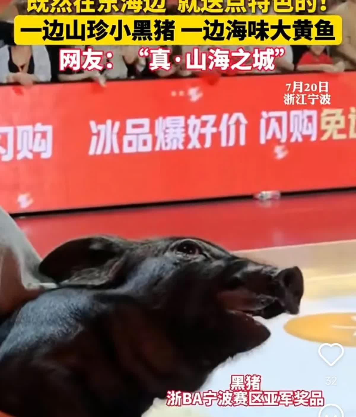 奖品居然是一头黑猪！浙BA宁波冠亚军奖品居然是黑猪！太搞笑了，把球员和观众都逗乐