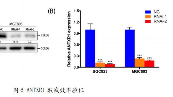 上海交通大学使用RFect siRNA转染试剂成功转染胃癌细胞系BGC823、MGC803