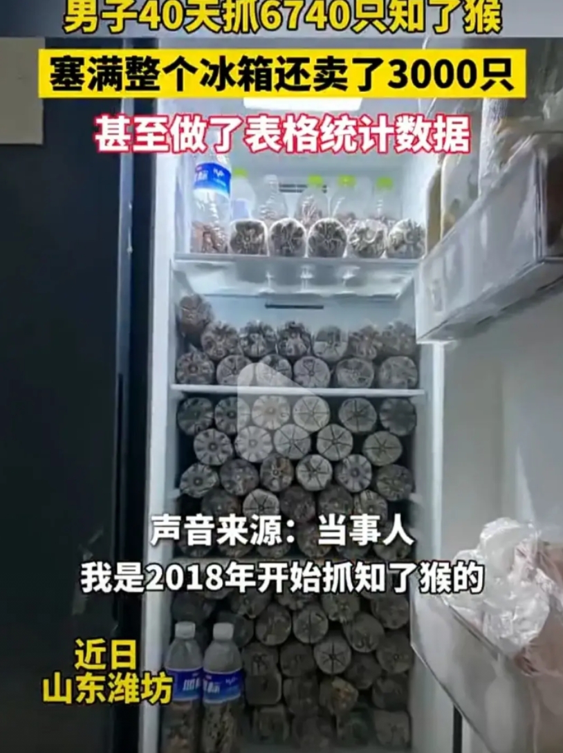 山东又出了一个狠人！
刚才刷视频，发现了一个狠人，山东维坊的。40天共抓了600
