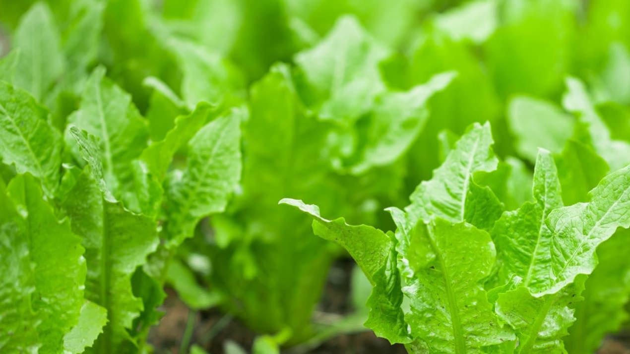 半年繁殖新技巧，独家揭秘，黄河边大豆，丰收有保障