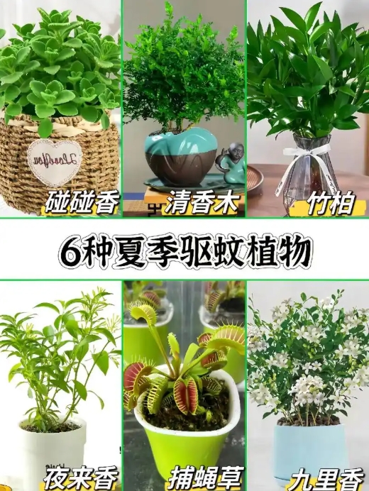 不花一分钱的6种驱蚊绿植，招蚊体质码住！