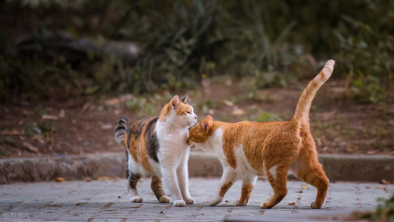 猫知道死亡吗？为什么最后一刻会努力靠近铲屎官？