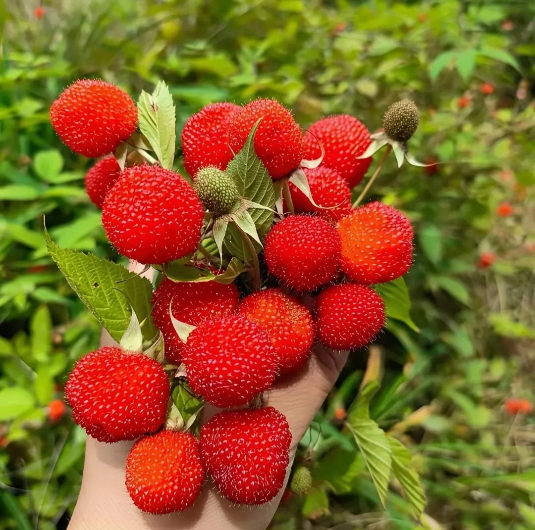晨运收获满满～
图一这红果果，我一时想不起学名，就记得小时候漫山找着吃，酸甜劲儿