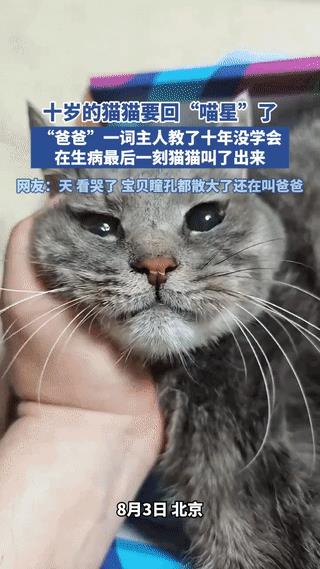 [胡瓜]心都要碎了！”北京，一博主养了10年的猫要准备去“喵星”了，看着自己的猫