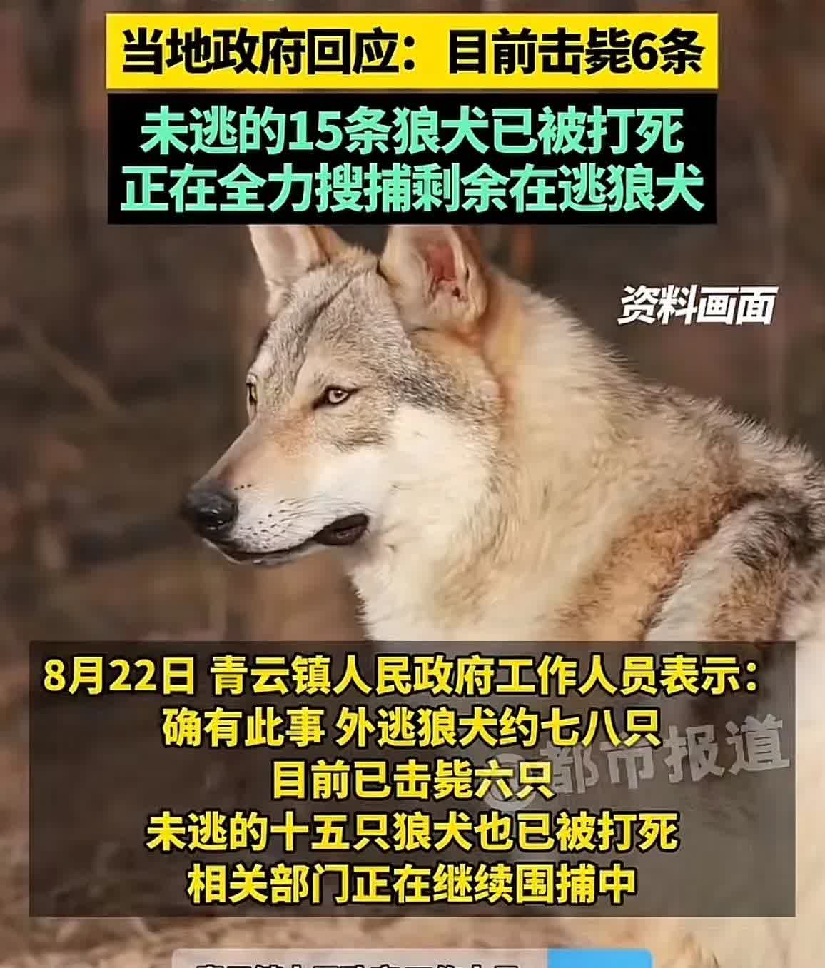 捷克狼犬在榆阳区已经很难再合法生存了！

原因很简单：

不是它们真犯了