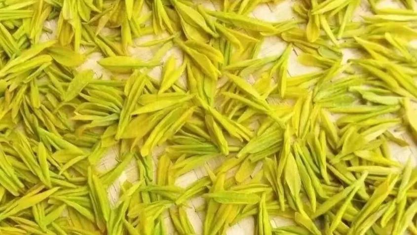 黄茶是怎么产生的? 现状如何?