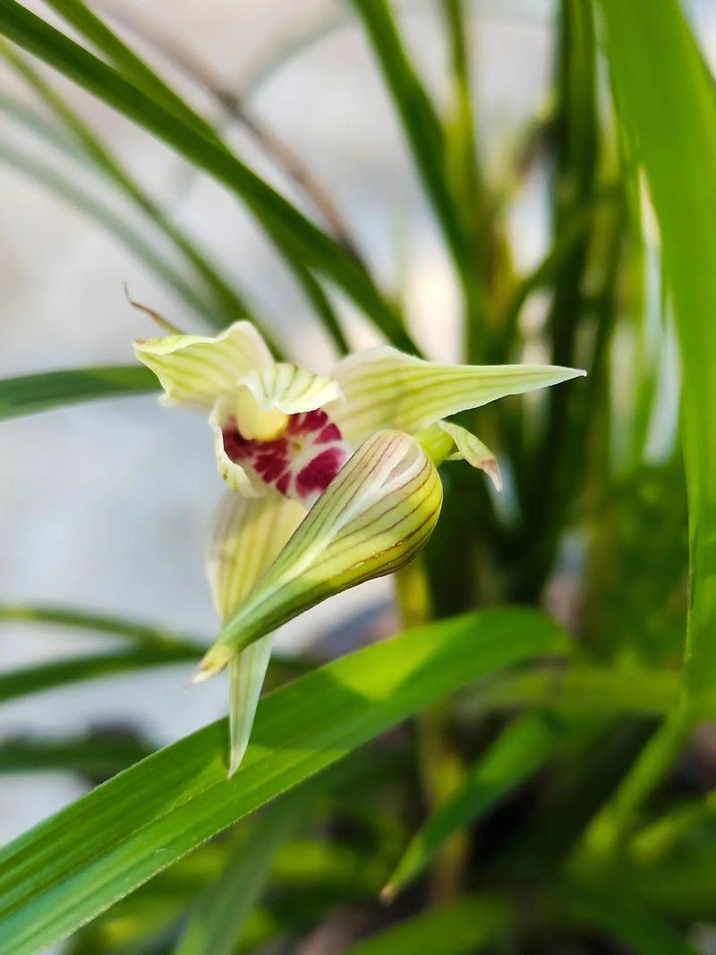 不同兰花，施肥问题应当区别对待！
