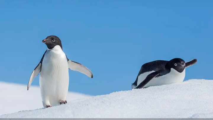 春节南极17天｜海神号一价全包抄底价 朝闻旅行 I 春节南极