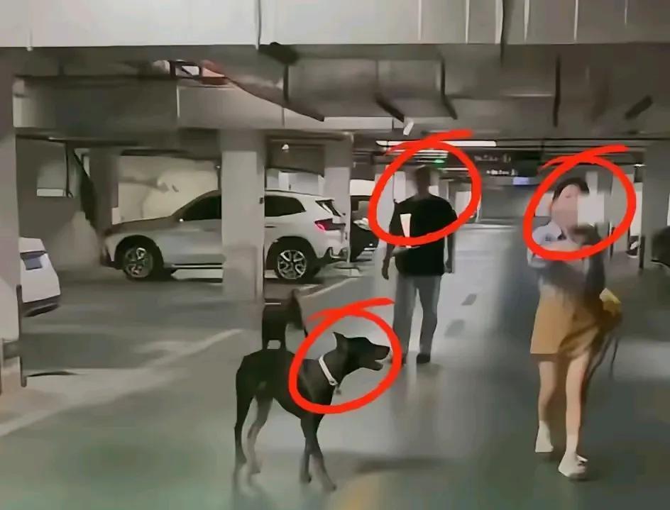 大家可以讨论一下，那些养烈性犬的有几个好人？
我先说我的观点，养烈性犬的基本没有