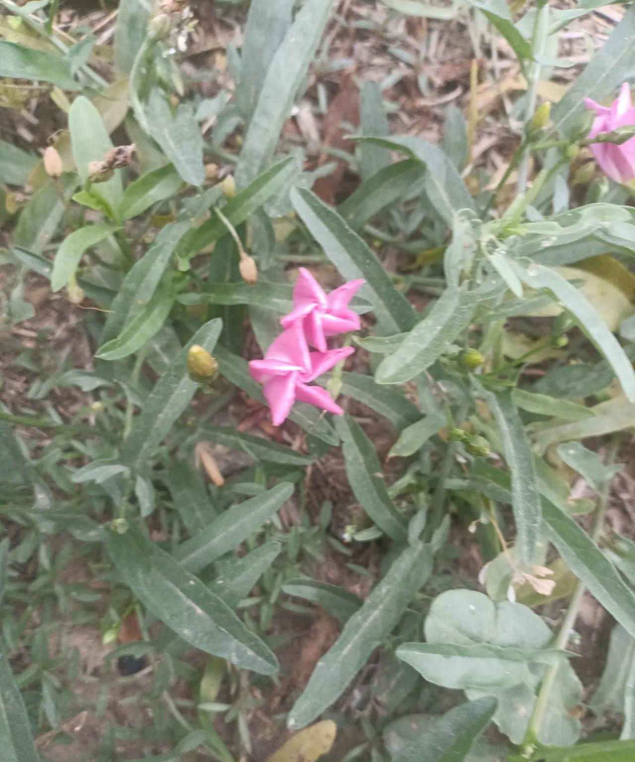 这花比较奇葩，像纸叠的假花，以前怎么就没注意到呢。看来身边的美好很多很多，只是没