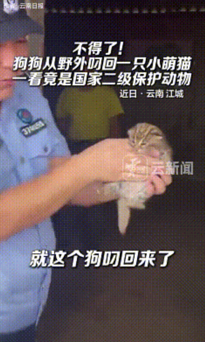 不可思议 ！云南江城，一狗狗独自去野外玩耍时，发现一只小萌猫，随后将其叼回家，却