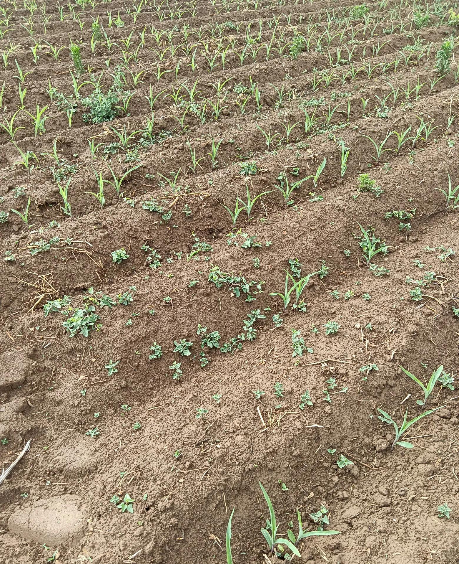 倪海夏倪师说不要和浓眉毛的人来往。我觉得这个说法很有道理。



我曾经有个同学