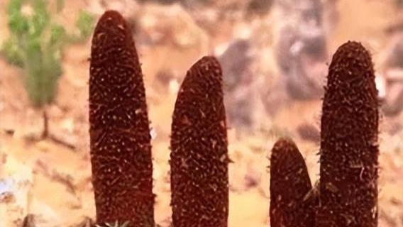 挖2棵以上就犯罪！2023年宁夏男子挖51棵，回家泡酒